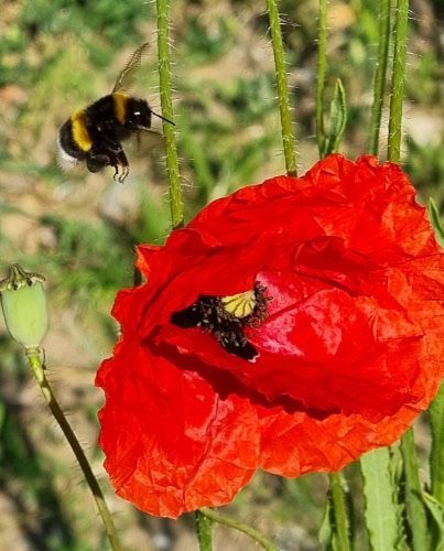 Eine Hummel fliegt eine Blüte an