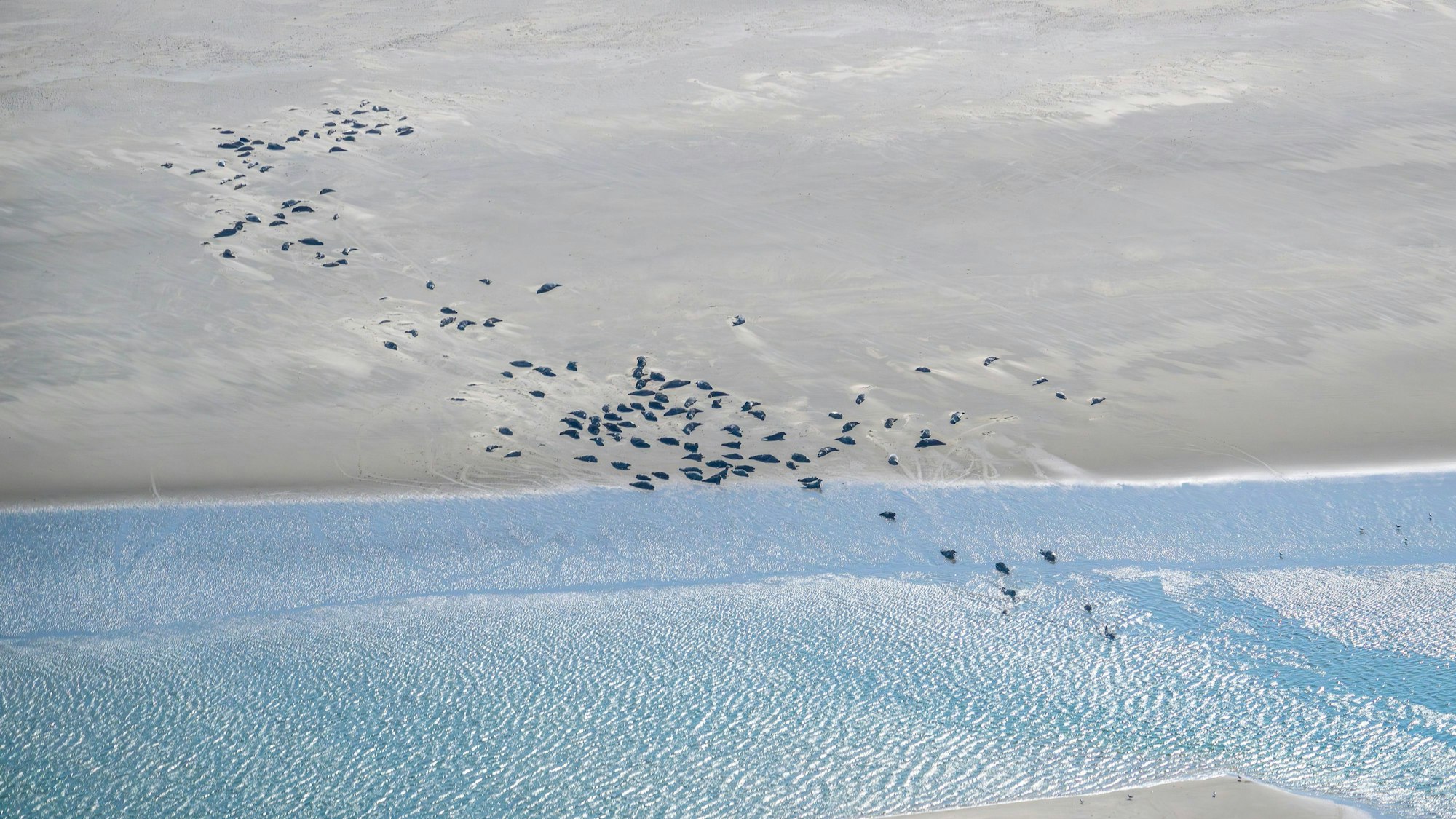 Seehunde und Kegelrobben liegen auf einer Sandbank.