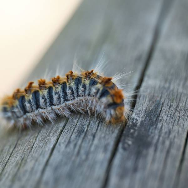 Die Raupen des Eichenprozessionsspinners