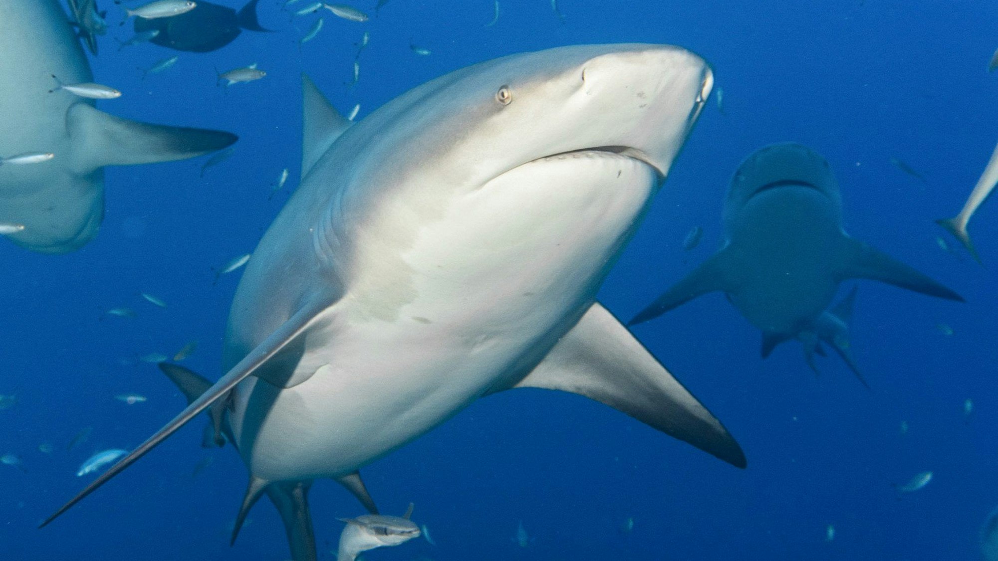 Ein Hai, hier zu sehen ein Bullenhai, schwimmt zwischen anderen Fischen. Im ägyptischen Badeort Hurghada ist ein Mann von einem Hai attackiert worden, der Mann starb an seinen Verletzungen. (Symbolbild)