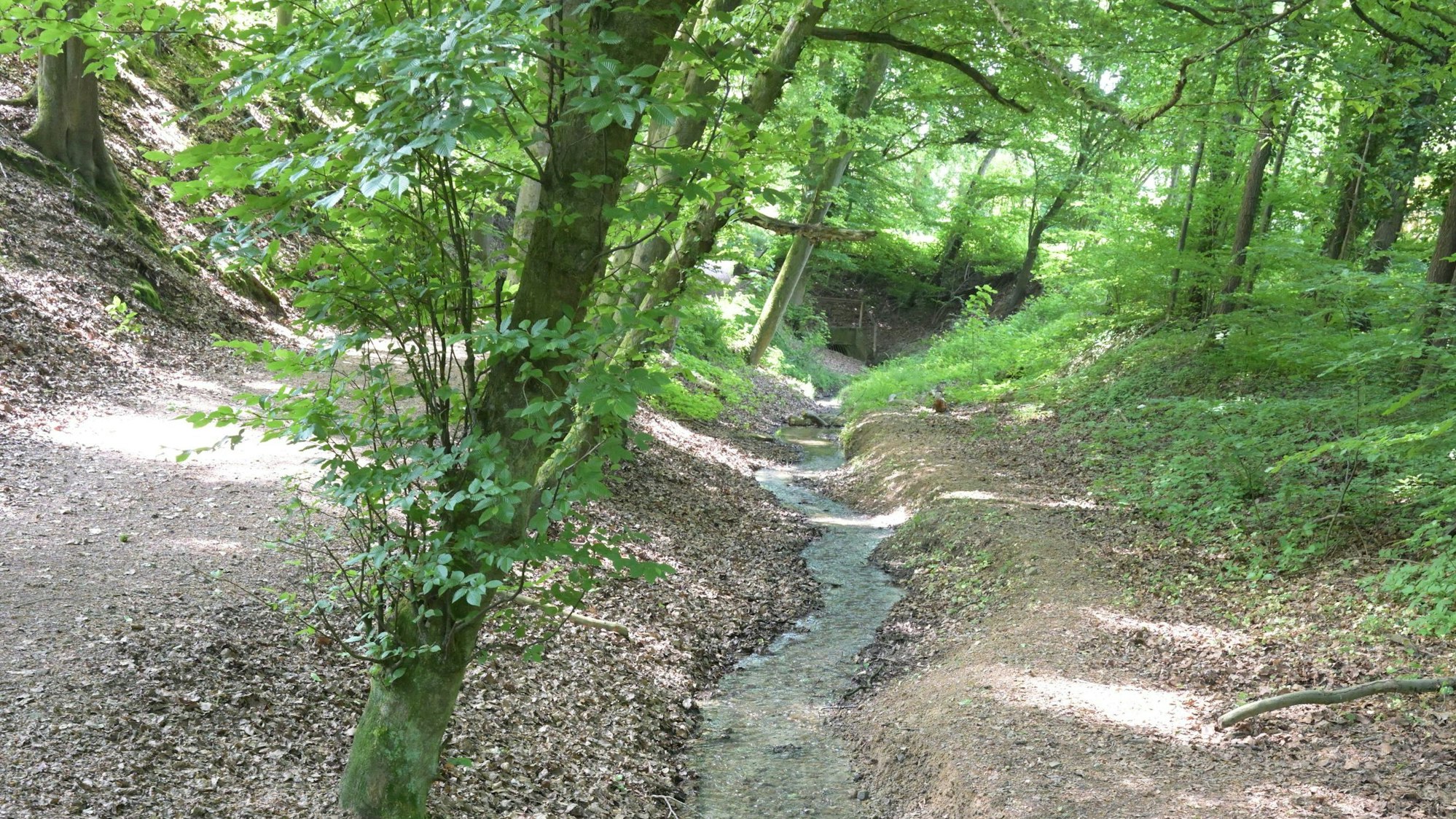 Der Osenauer Bach schlängelt beschaulich sich durch den Wald.