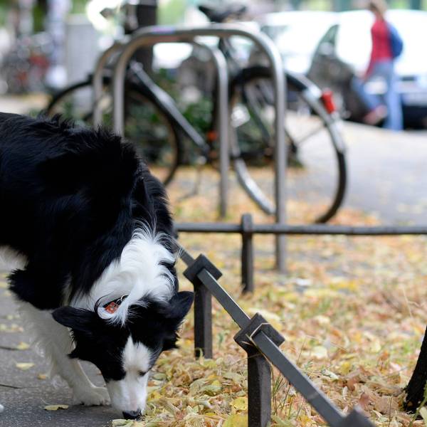 Hund schnüffelt an einer Baumscheibe.