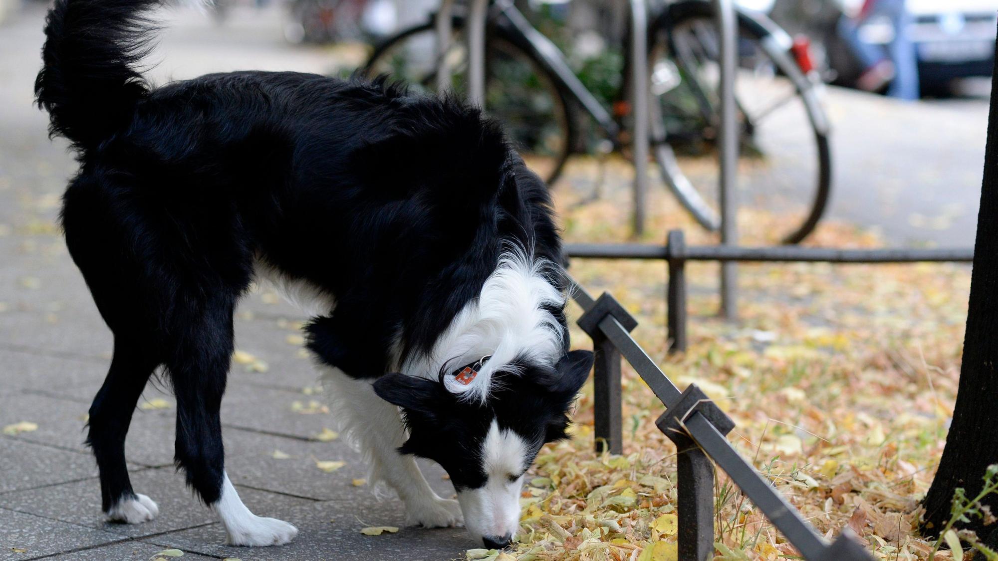 Hund schnüffelt an einer Baumscheibe.