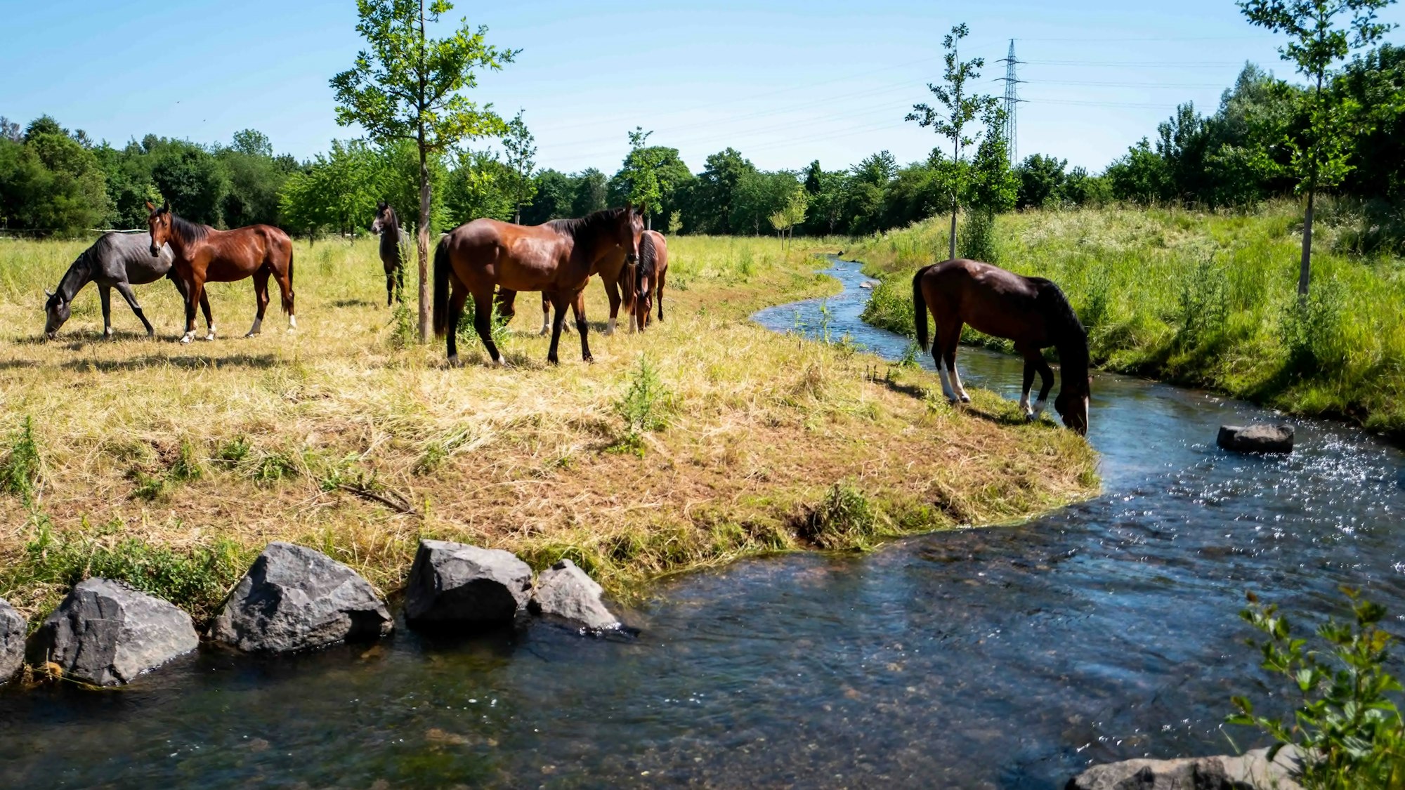 Das Bild zeigt ein paar Pferde im Bereich der Alten Tuchfabrik in Euskirchen.