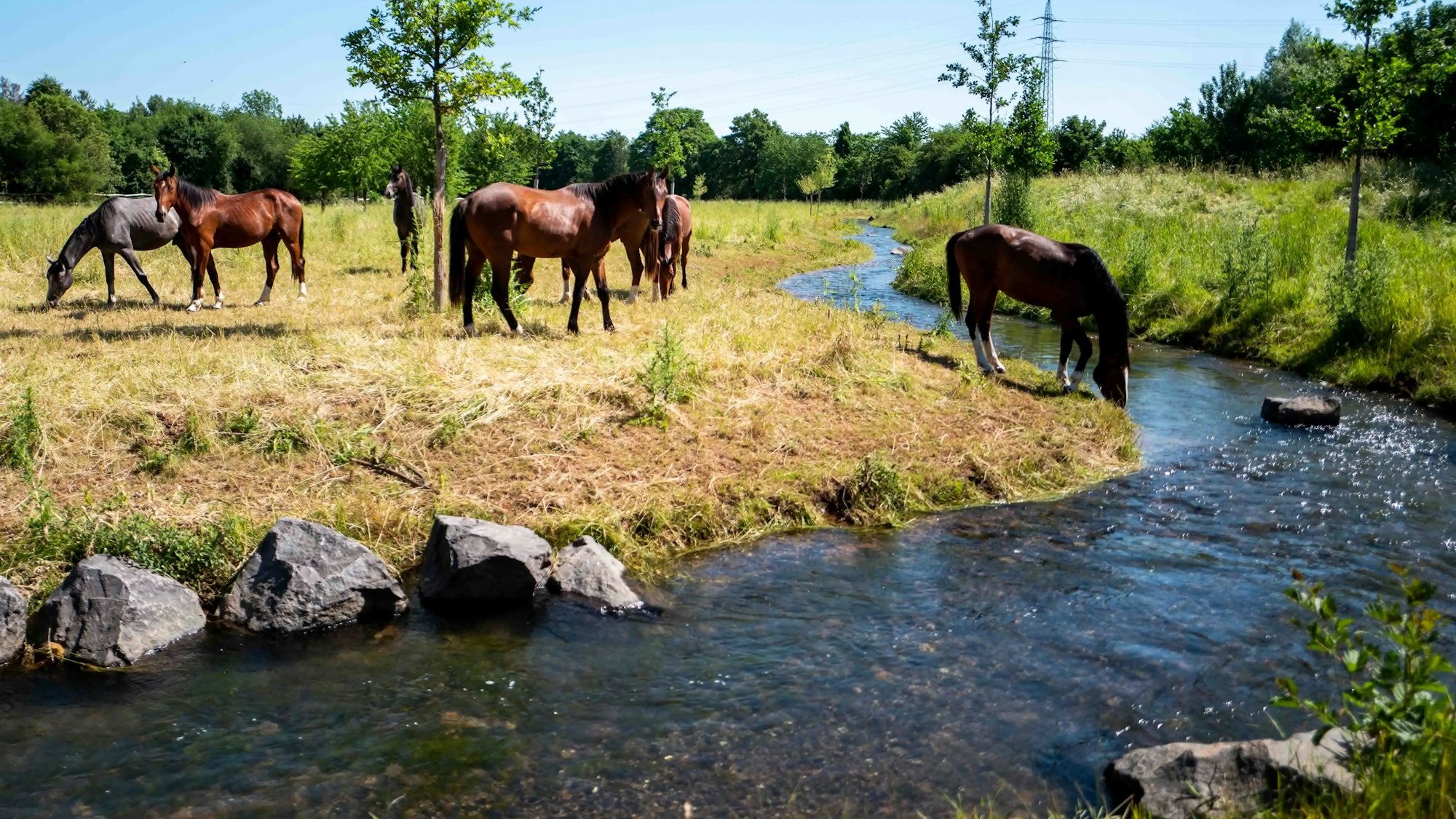 Pferde stehen auf einer ausgetrockneten Weide, eines trinkt aus dem Veybach.