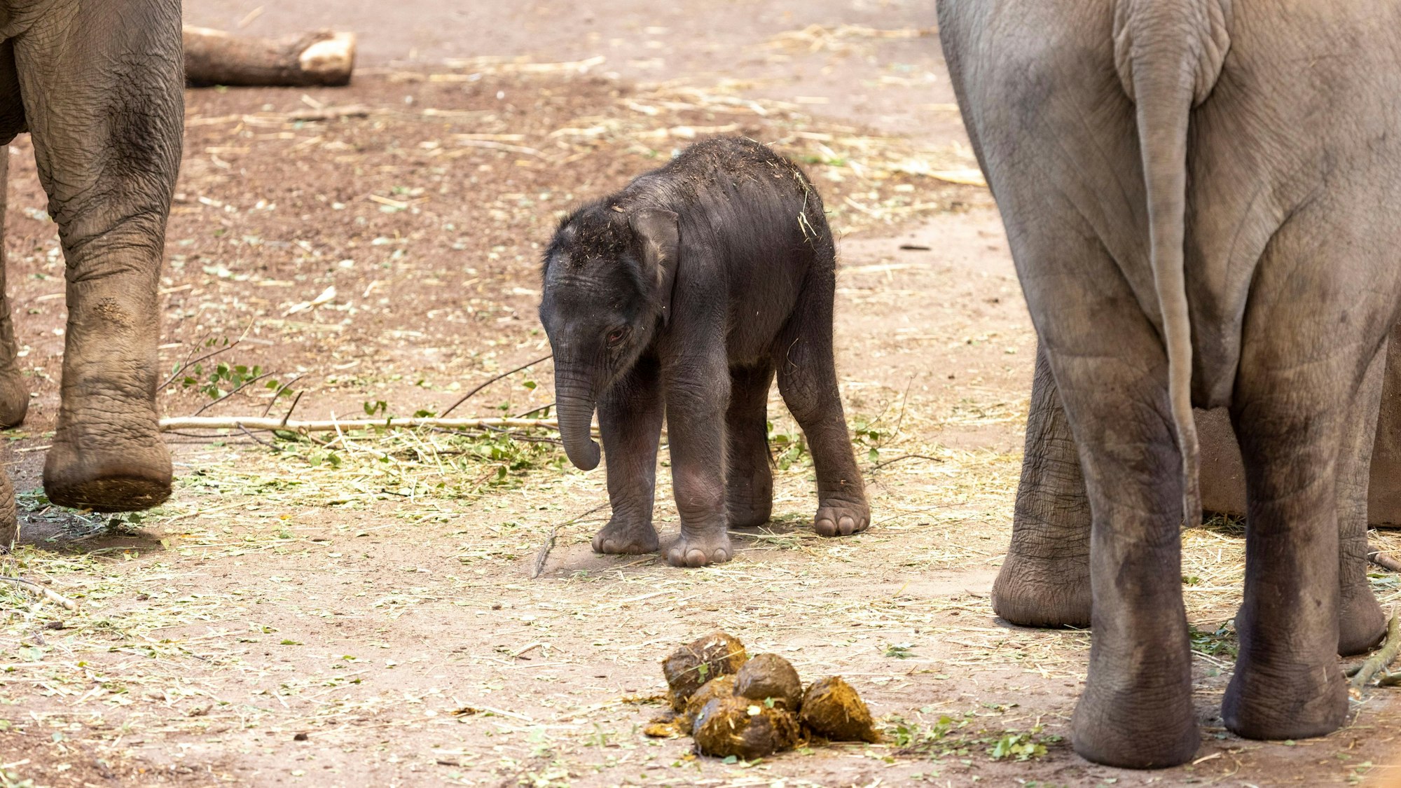 Der neugeborene Elefant steht wacklig auf seinen eigenen Beinen.