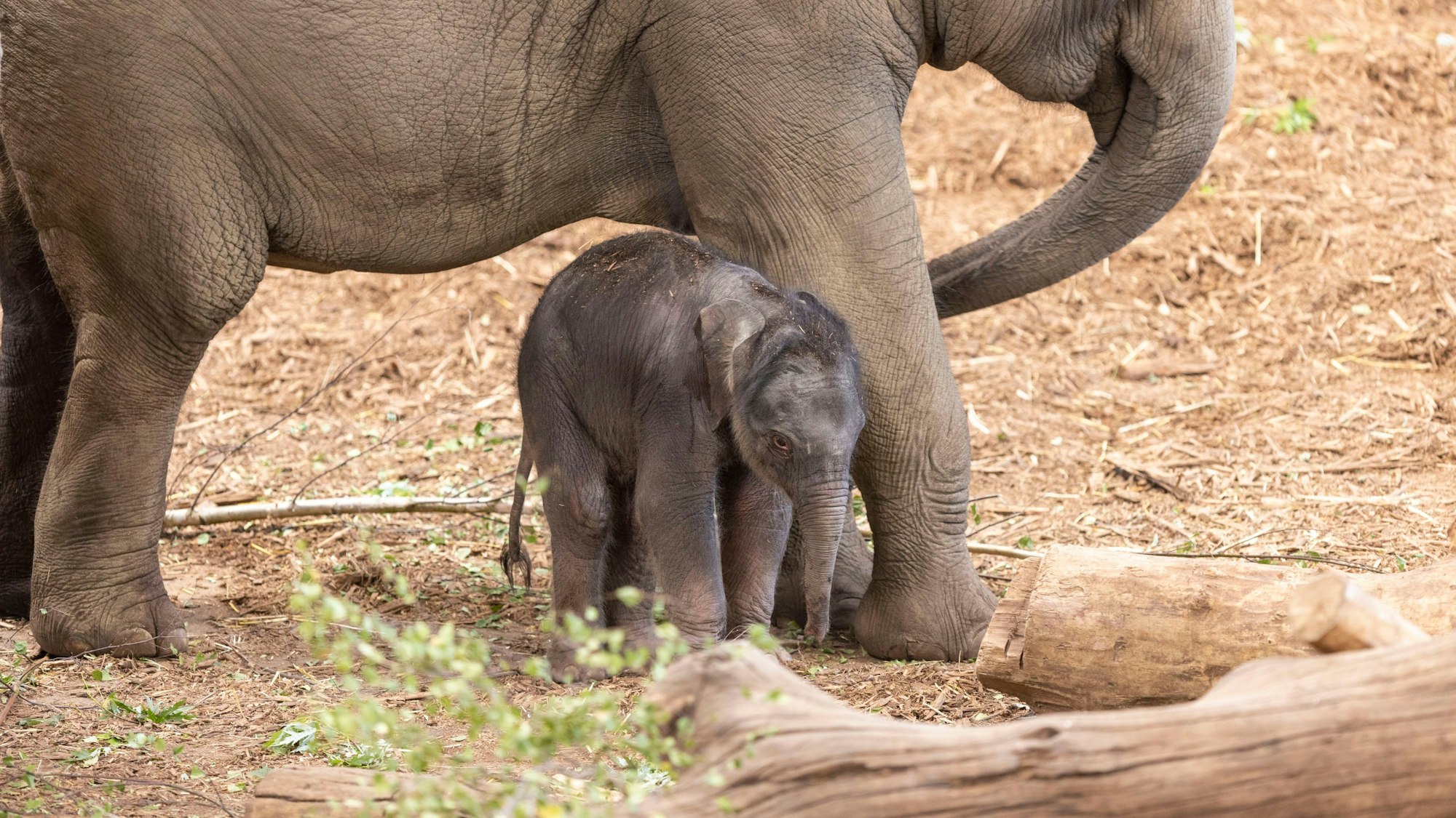 Das Elefanten-Jungtier steht zwischen den Beinen eines erwachsenen Elefanten und schaut umher.