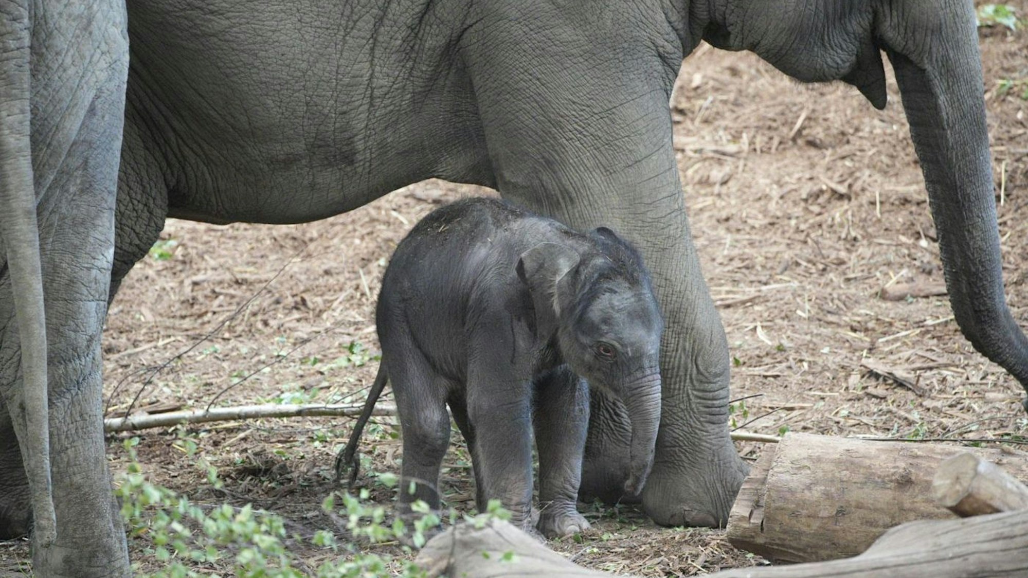 Ein junges Elefantenkalb steht bei einem erwachsenen Tier in dem Gehege des Kölner Zoos.