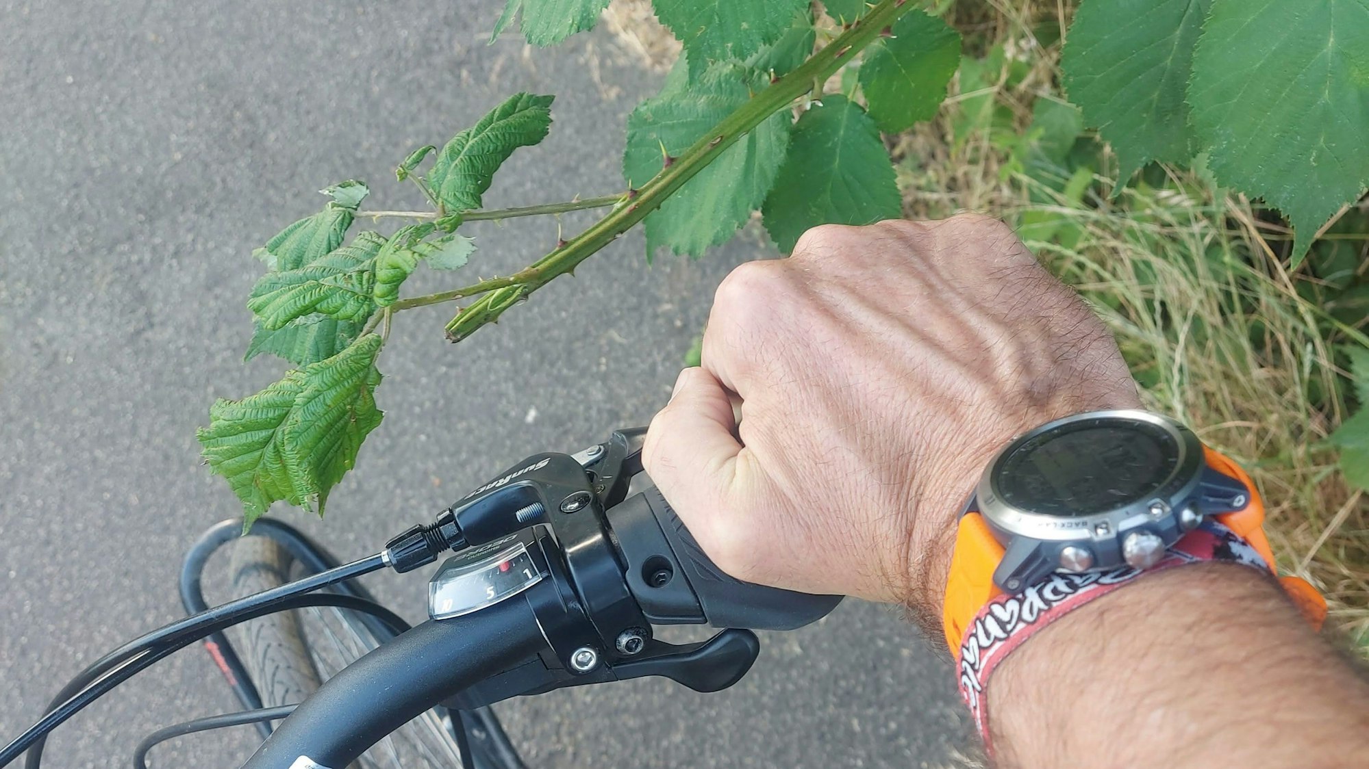 Auf diesem Bild hat Axel Fell Brombeertriebe in Lenker- oder Kopfhöhe vor dem Schnitt festgehalten.