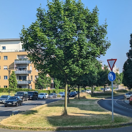 Ahornbäume auf dem Grünstreifen in der Mitte des Hürther Bogens.