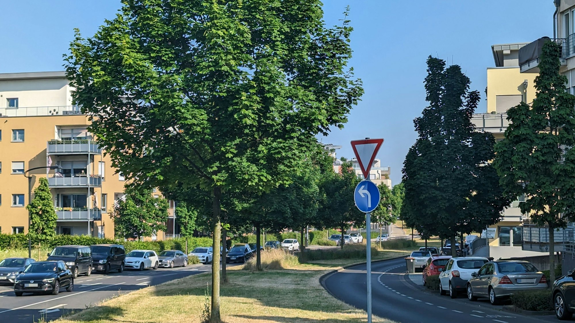 Ahornbäume auf dem Grünstreifen in der Mitte des Hürther Bogens.