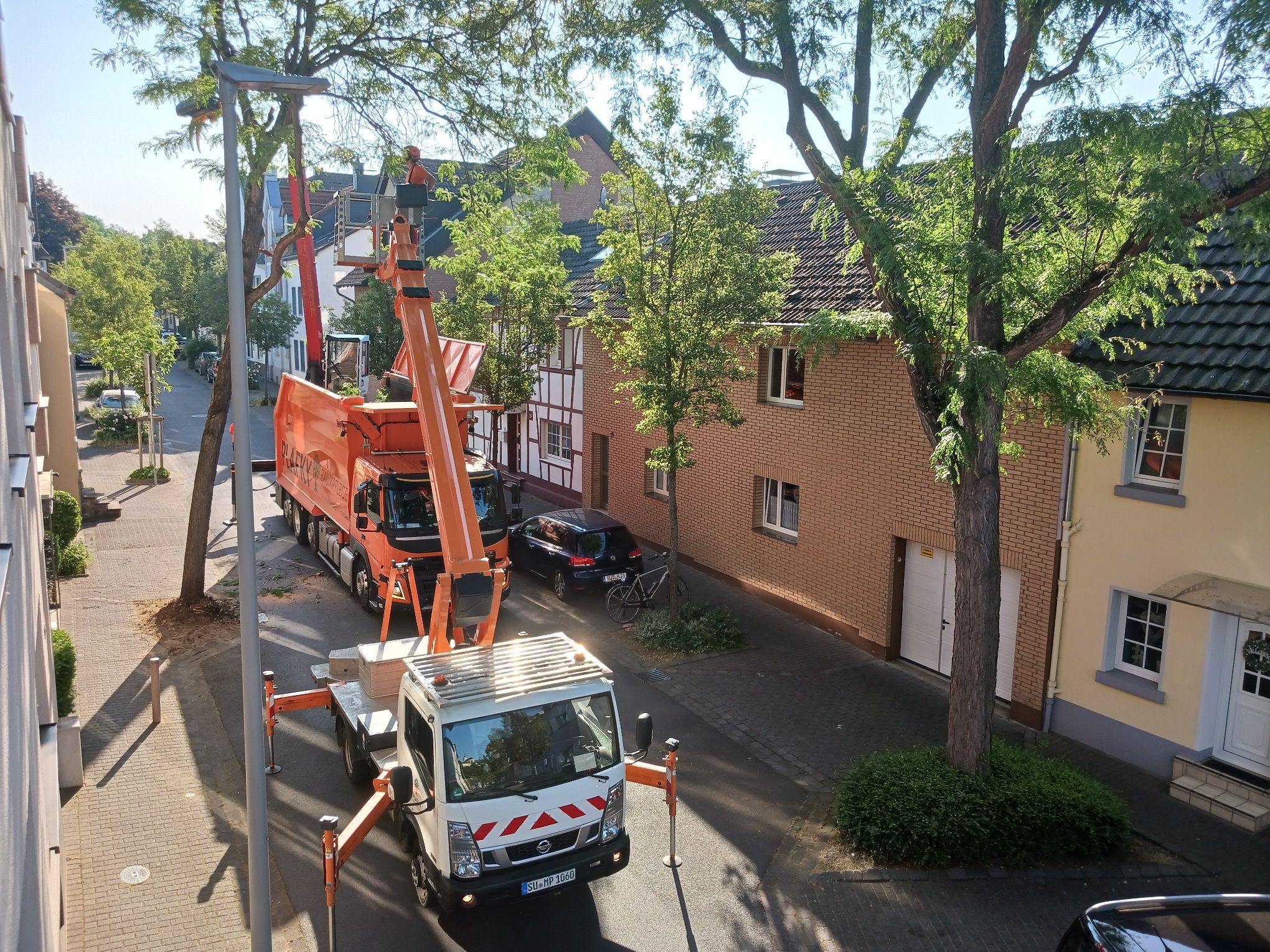 Baumfällung an einer Straße.