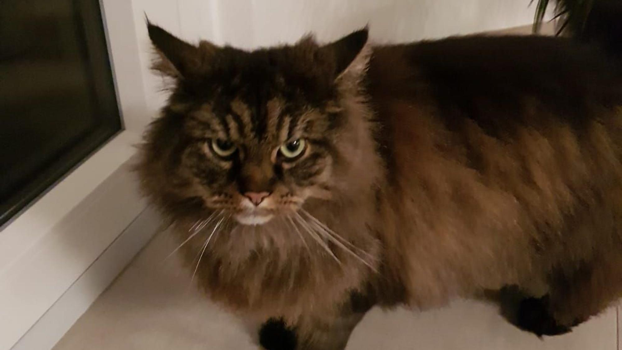 Ein dunkelbrauner sehr felliger Kater schaut in die Kamera.