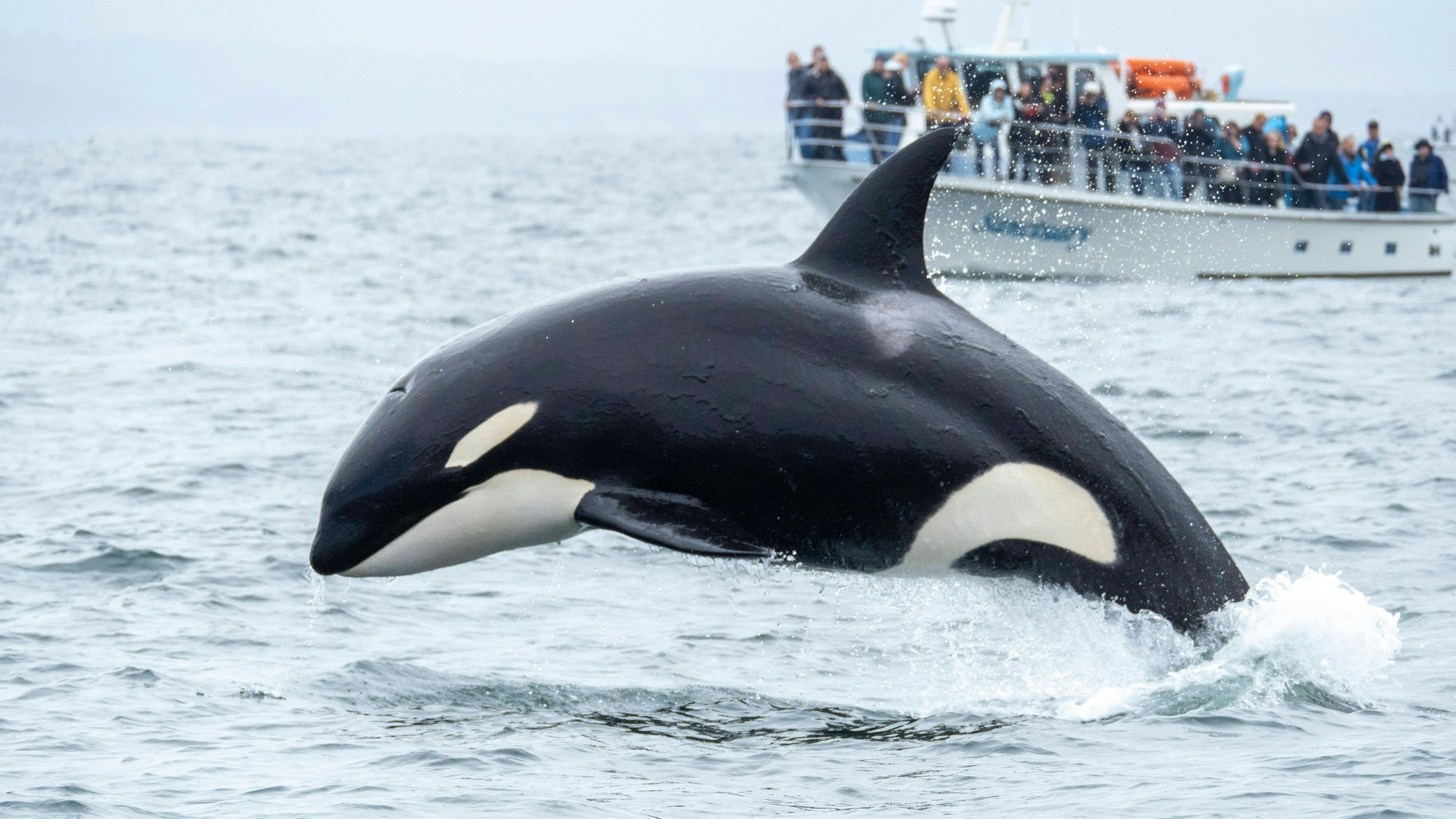 Ein Orca in der Nähe eines Schiffs vor der Küste von Kalifornien. Die Orcas in spanischen Gewässern sind kleiner als ihre nordamerikanischen Verwandten. In den letzten Jahren ist es zu hunderten Angriffen auf Boote gekommen. (Archivbild)