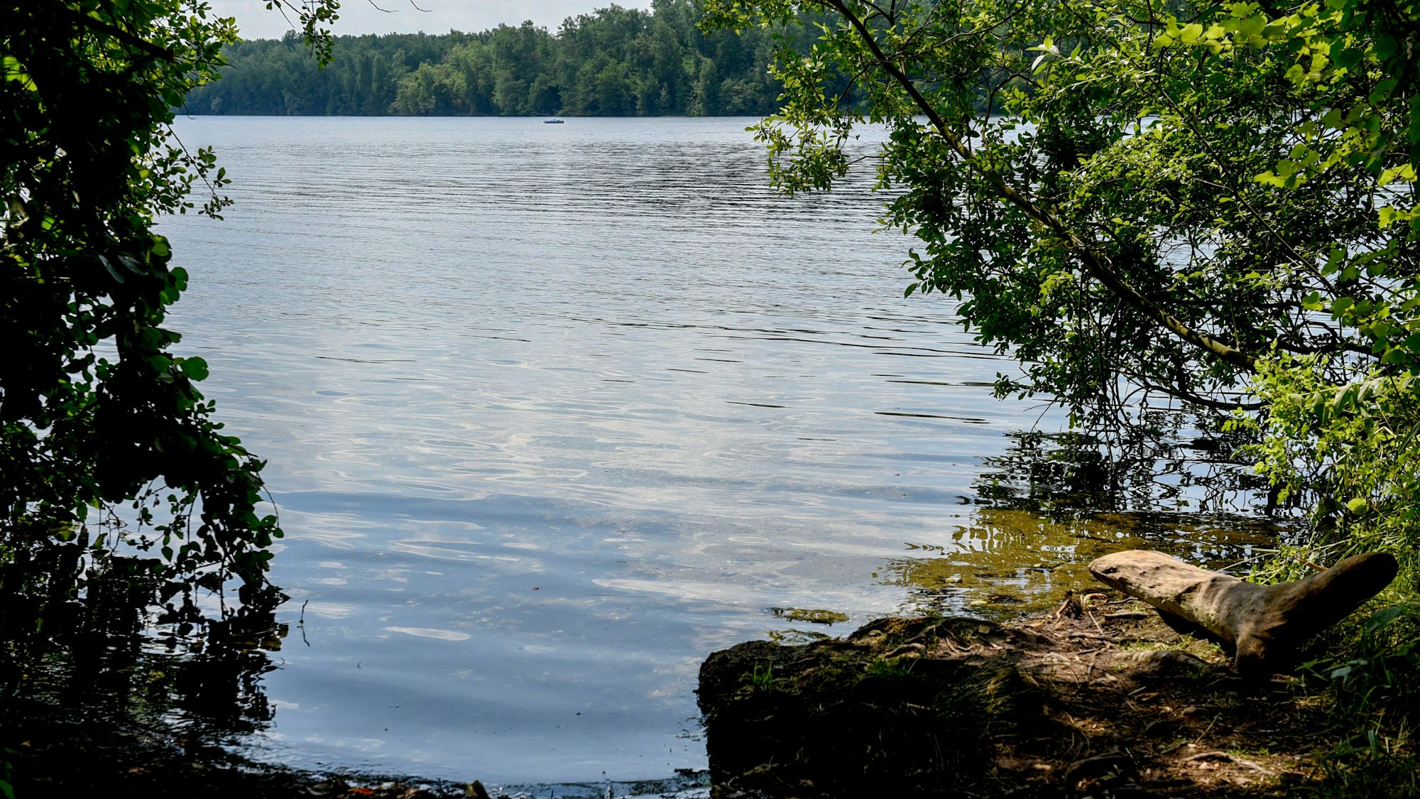 Ein mit Gebüsch umrandeter Ausschnitt des Bleibtreusees.