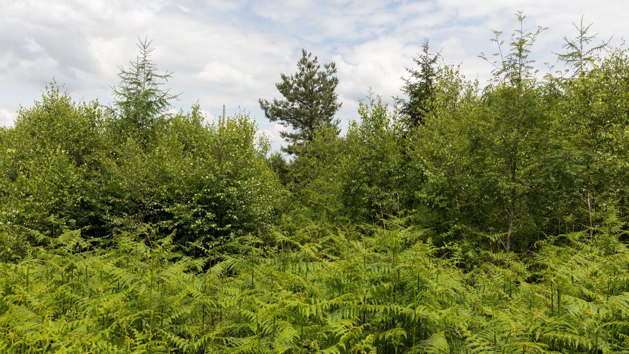 Mischwald – viele verschiedene Bäume wachsen im Nutscheid. (Symbolbild)