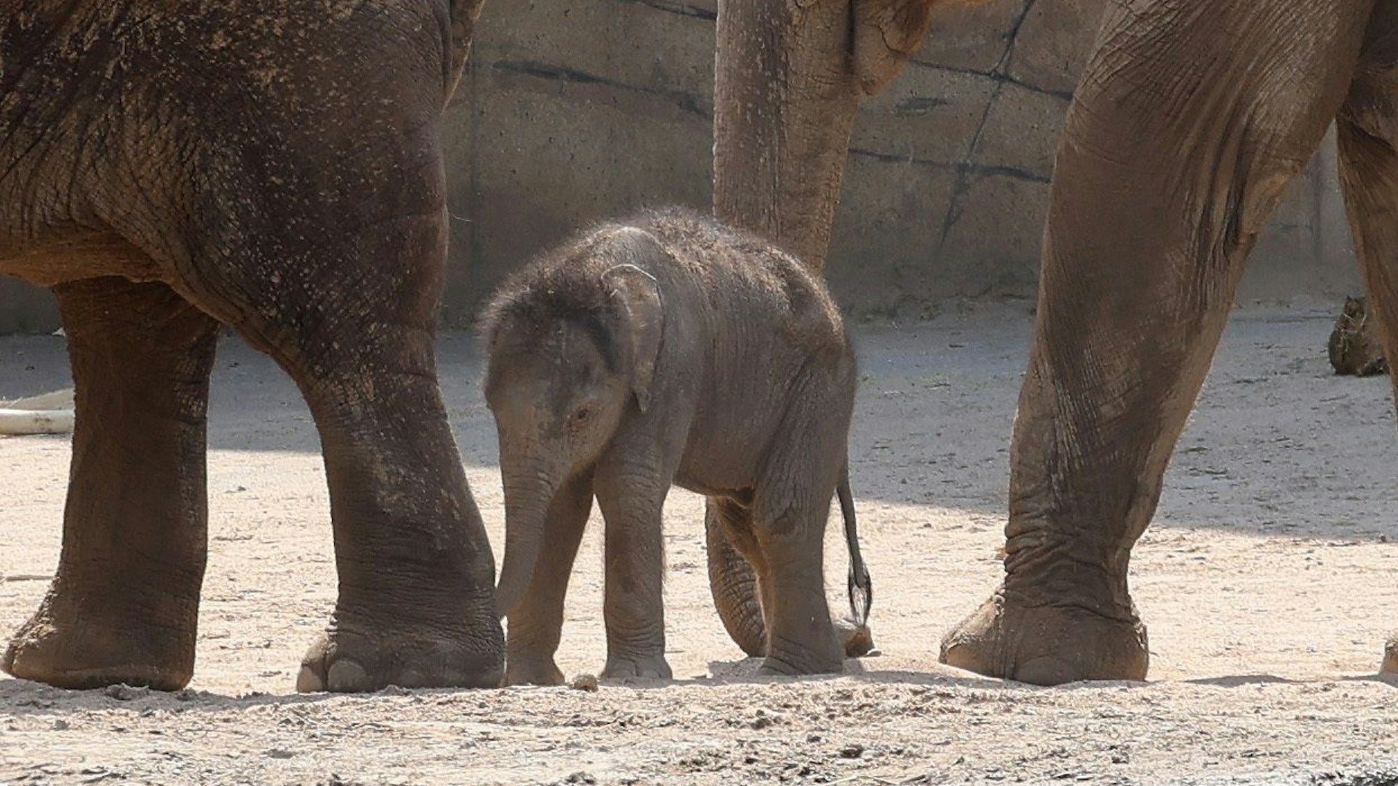 Das kleine Elefantenbaby zwischen seinen Eltern.