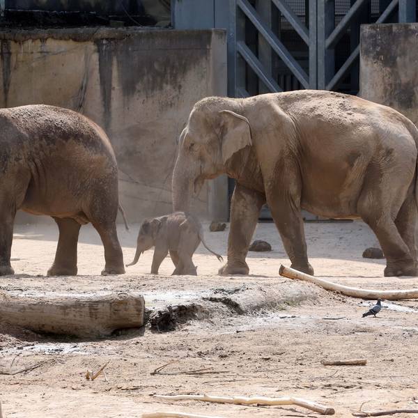 Winzig klein und wohlbehütet: Das sechs Tage alte Elefantenmädchen im Kölner Zoo.