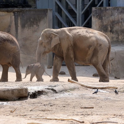 Winzig klein und wohlbehütet: Das sechs Tage alte Elefantenmädchen im Kölner Zoo.