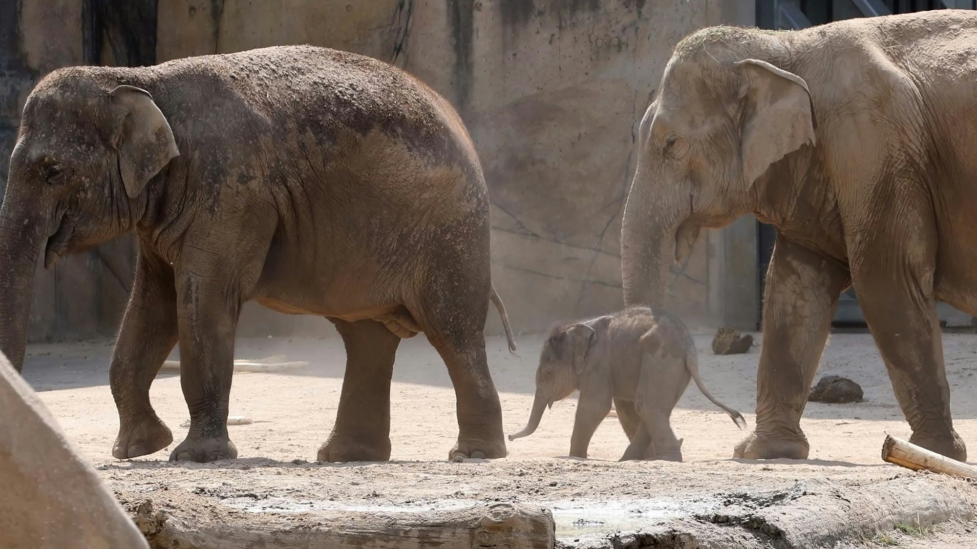 Winzig klein und wohlbehütet: Das sechs Tage alte Elefantenmädchen im Kölner Zoo.