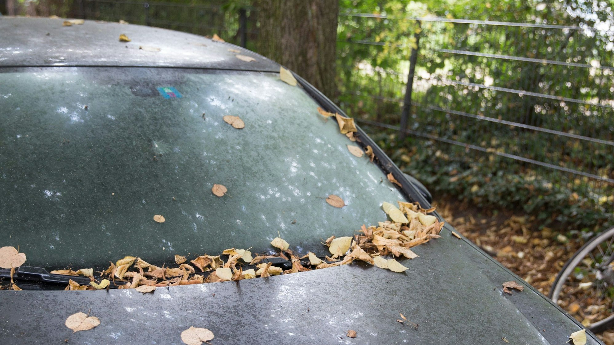 Klebende Flächen: Honigtau macht den Autolack trüb, ist aber wasserlöslich und damit leicht zu entfernen.