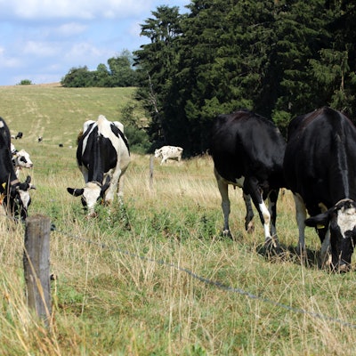 Kühe grasen in Bergisch Gladbach.