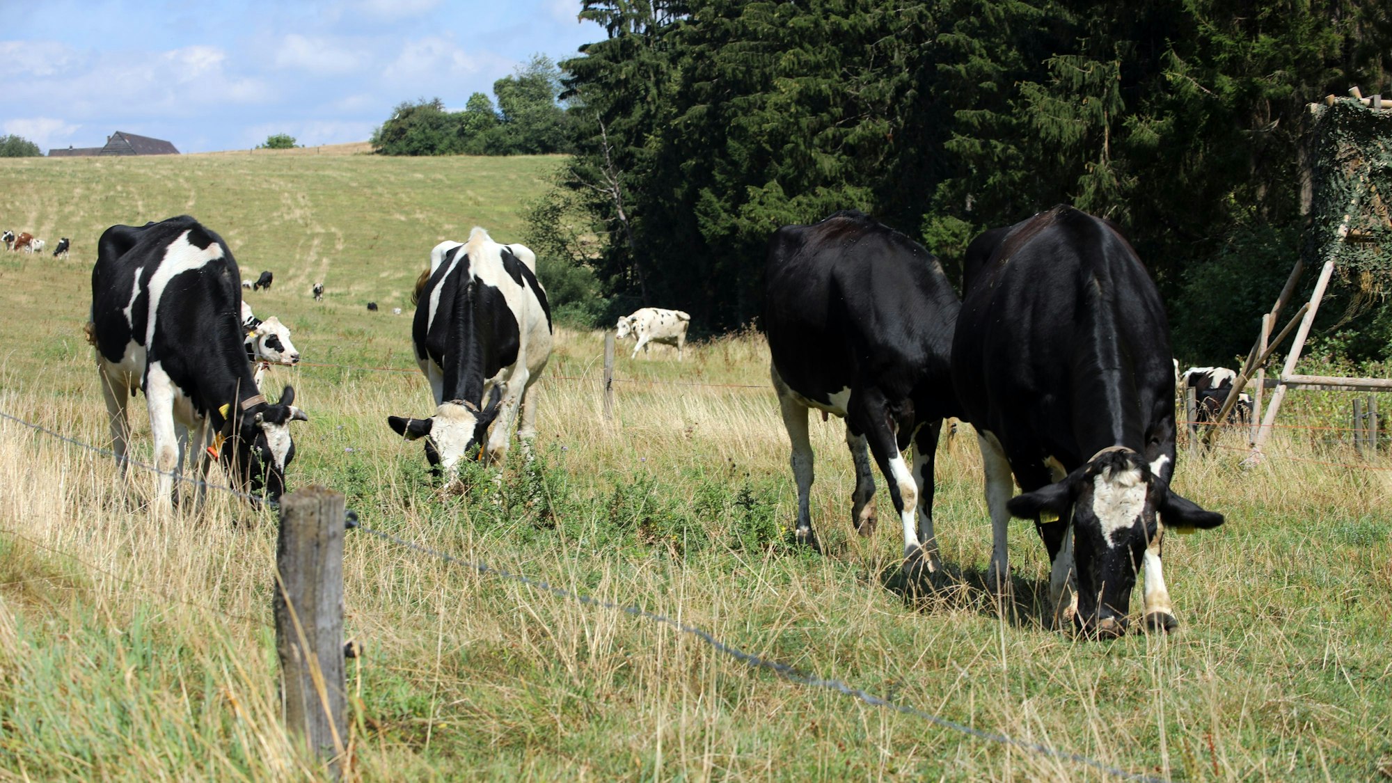 Kühe grasen in Bergisch Gladbach.