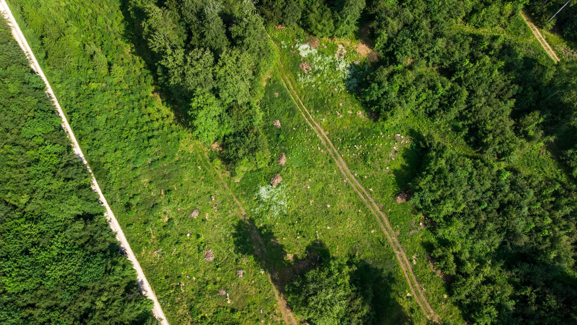 Zwischen Bäumen ist in einem Waldstück eine große Grünfläche zu sehen.