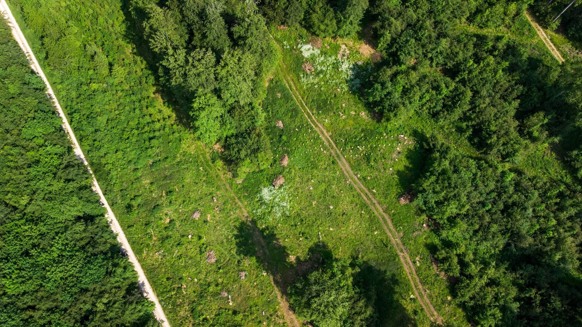 Zwischen Bäumen ist in einem Waldstück eine große Grünfläche zu sehen.