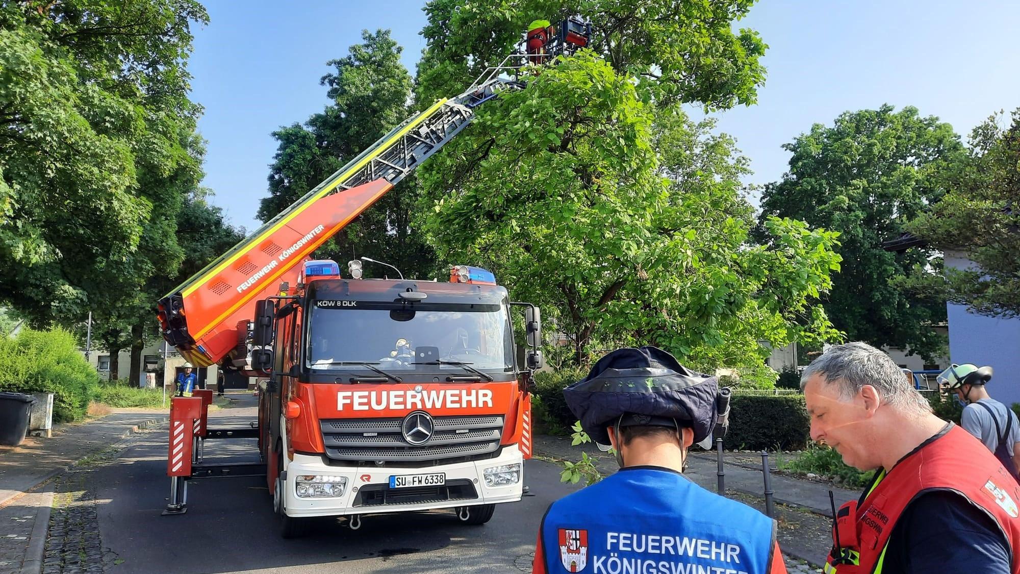 Ein Feuerwehrwagen mit einer Drehleiter steht an einem hohen Baum, Einsatzkräfte arbeiten in der Krone.