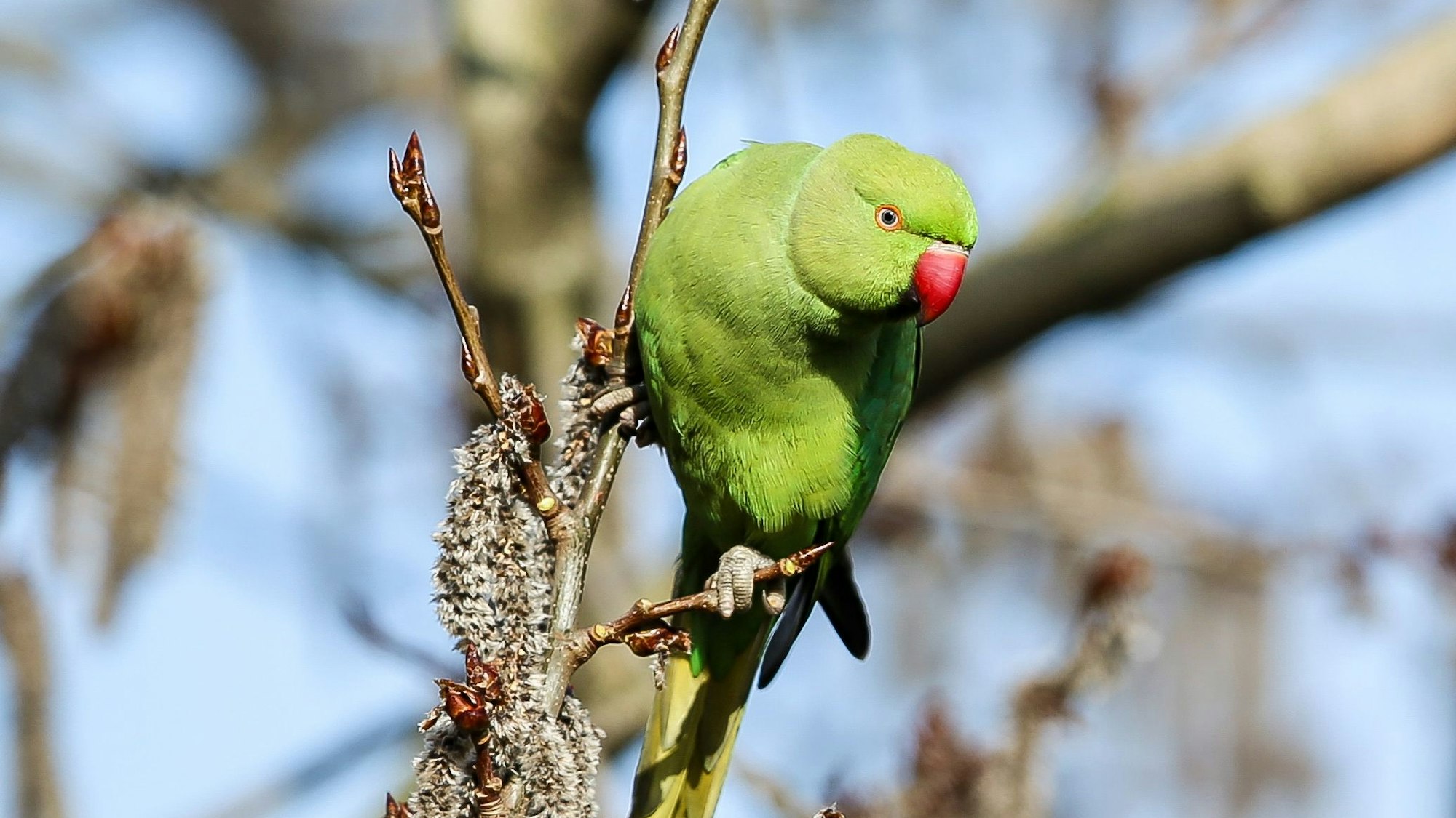 Ein Halsbandsittich in Köln.