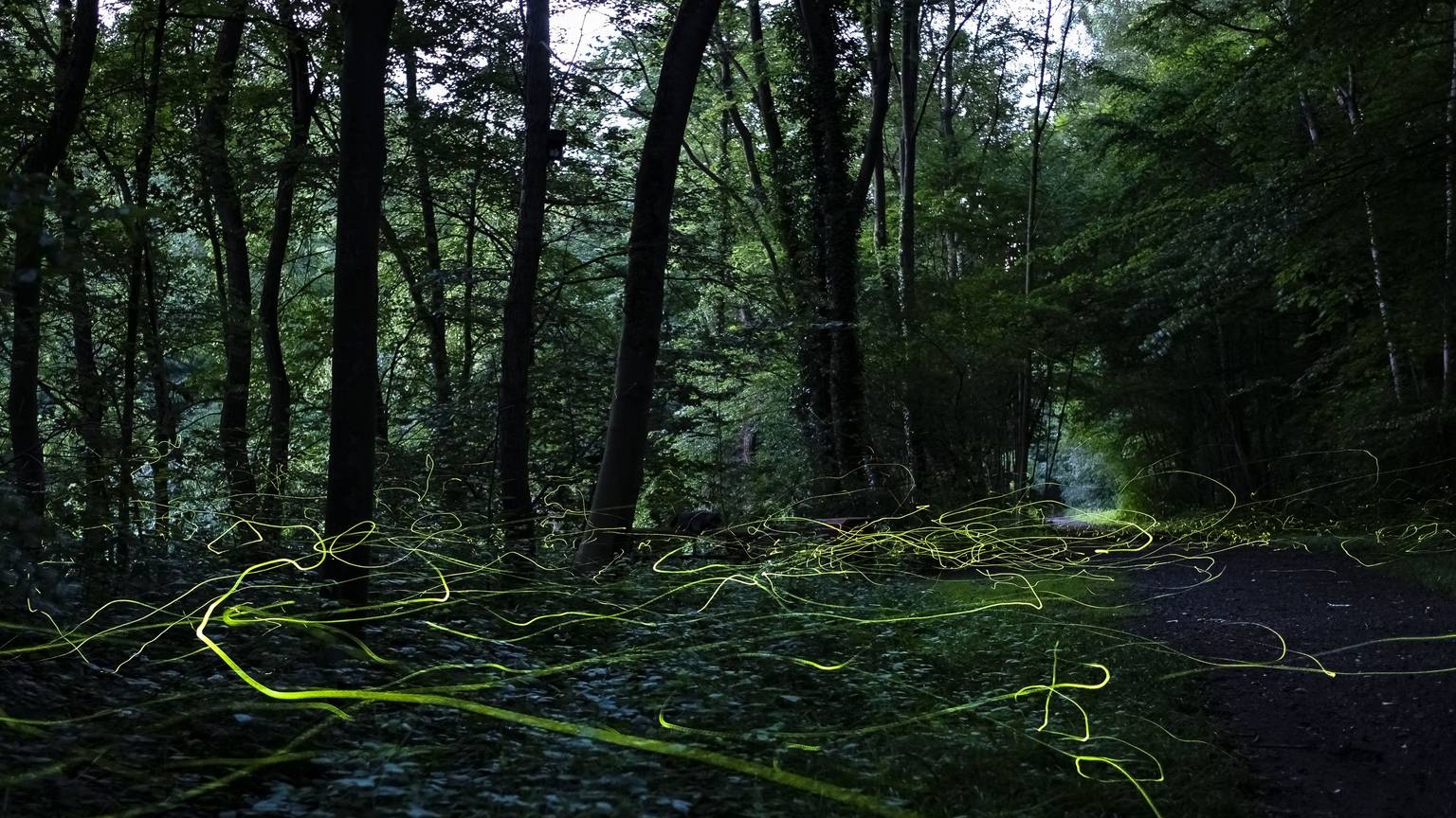 Langzeitaufnahme von Glühwürmchen in einem Wald