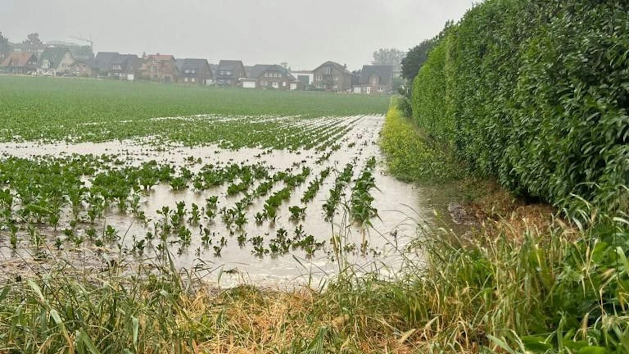 Das Foto zeigt ein Feld, auf dem das Wasser steht.