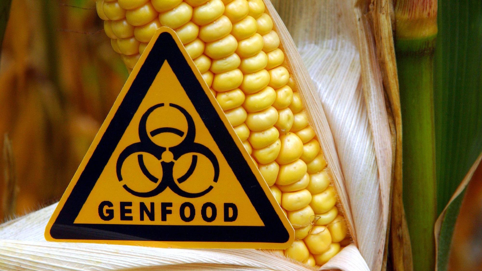 Ein Schild mit der Aufschrift «Genfood», aufgenommen vor einem gentechnisch veränderten Maiskolben auf einem Feld.