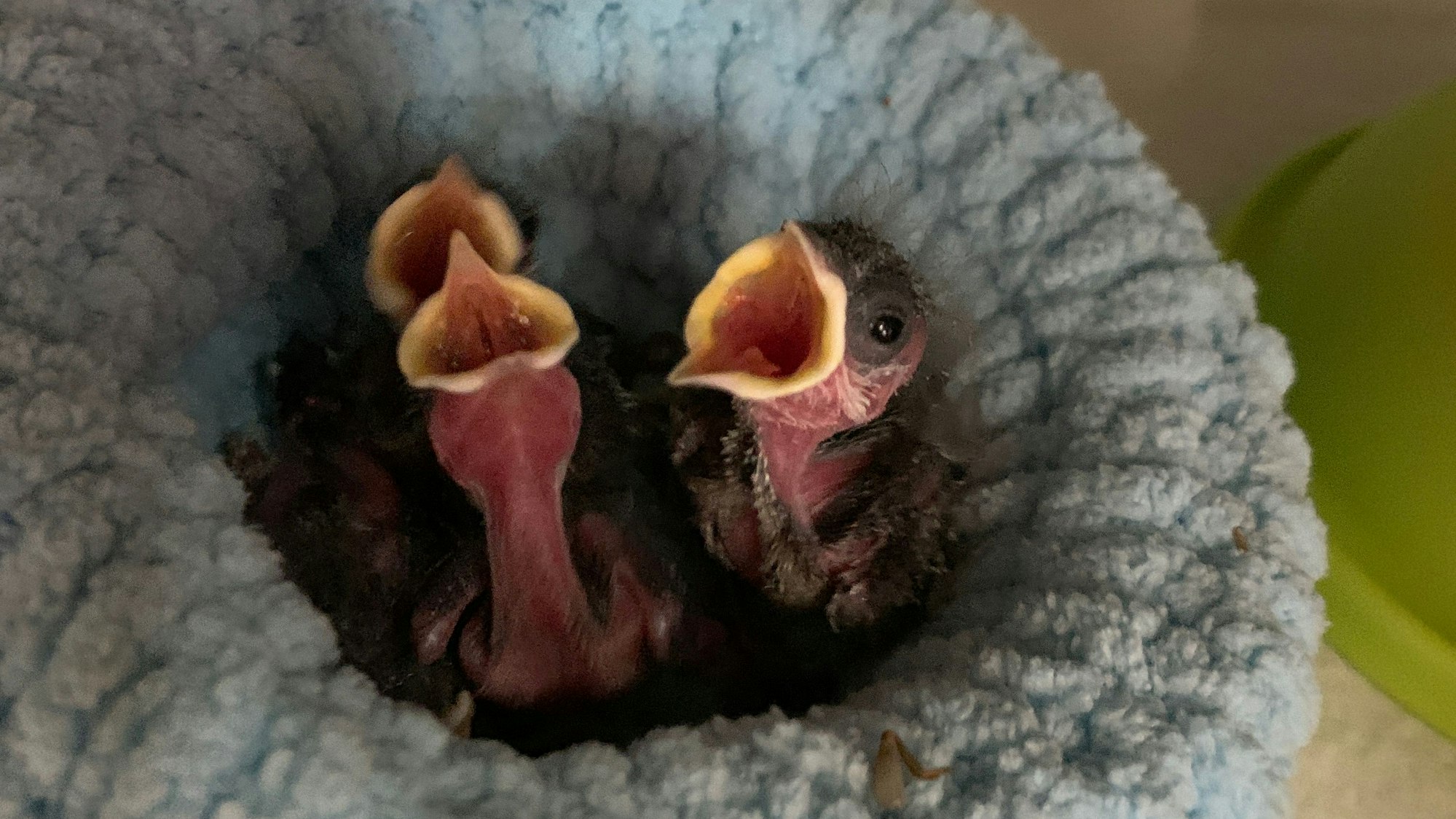 Drei Vogelkinder sperren ihre Schnäbel auf.