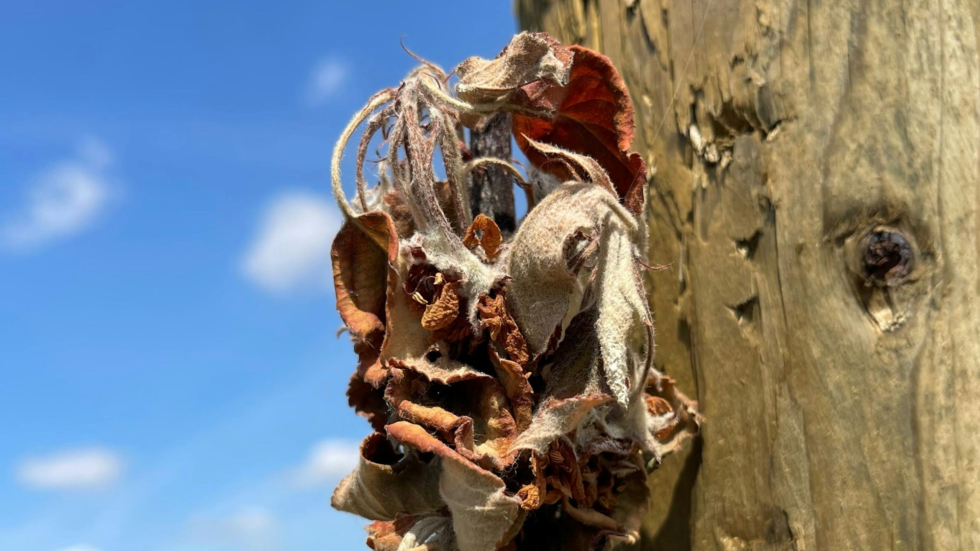 Meckenheim, Ersdorf, Wasserreservoir für die Landwirtschaft
Wasser- und Bodenverband, ein verdorrter junger Apfelbaum