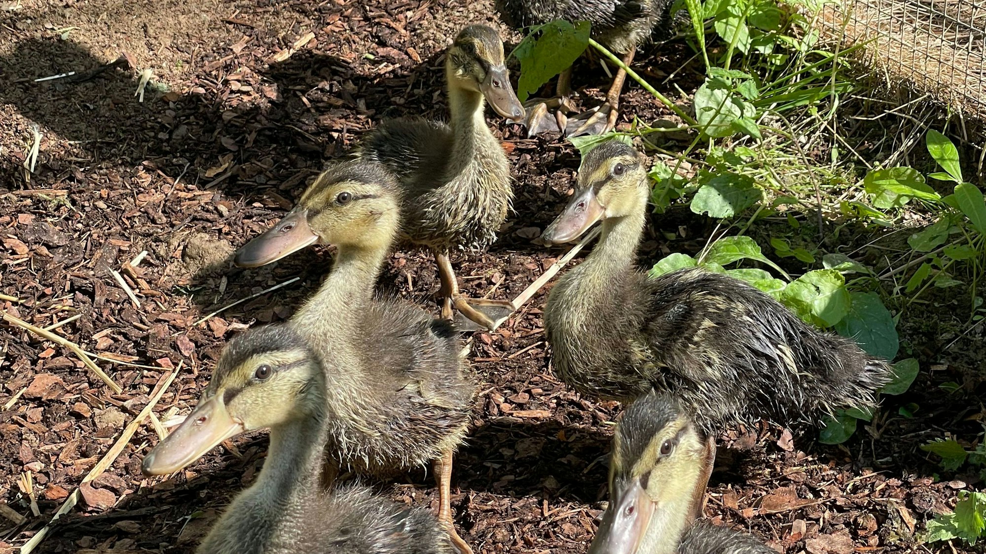 Entenkinder stehen im Gehege.