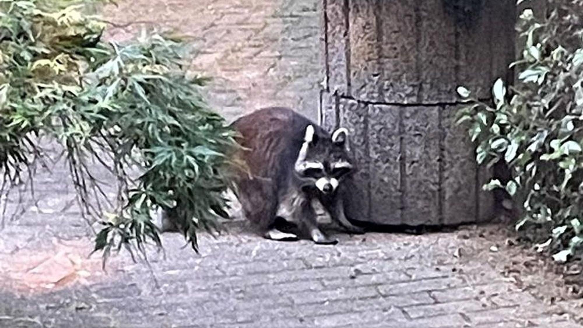 Ein Waschbär in einem Garten.