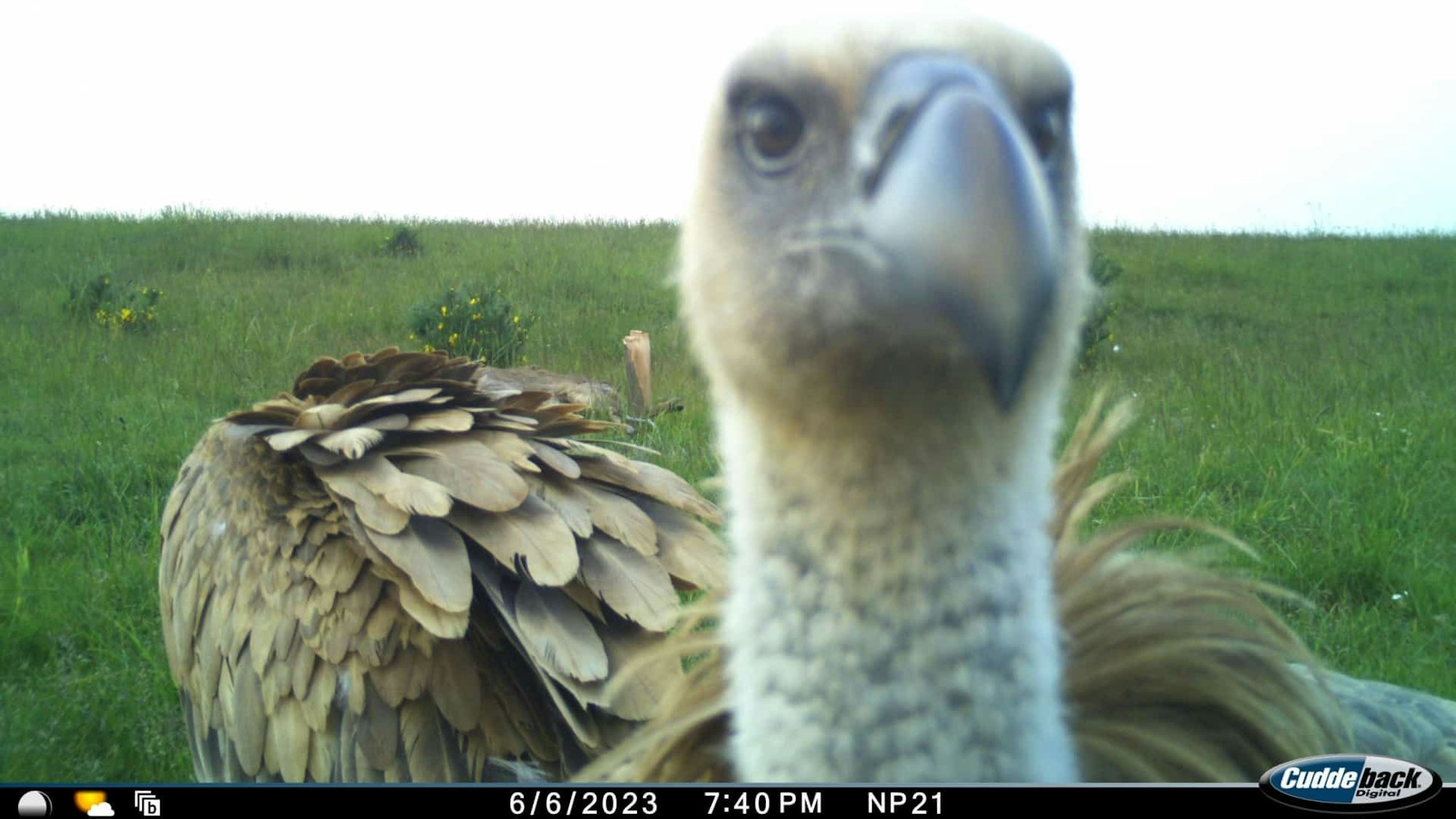 Ein Gänsegeier schaut in eine Wildtierkamera.