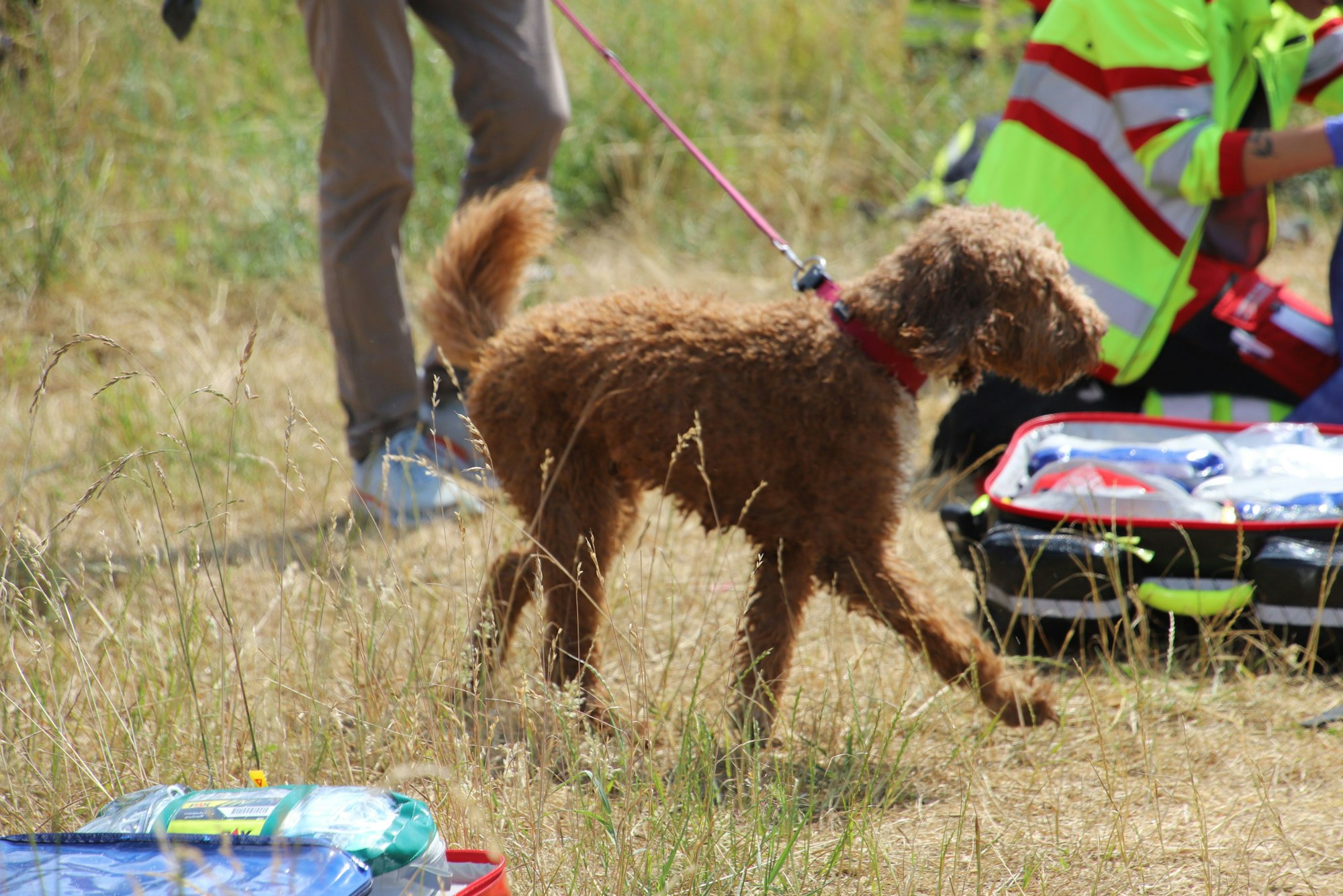 Die Freiwillige Feuerwehr rettete eine Mutter, ihre Tochter und den Hund der Familie aus der Agger. Sie hatten sich an einem Gestrüpp festgeklammert.
