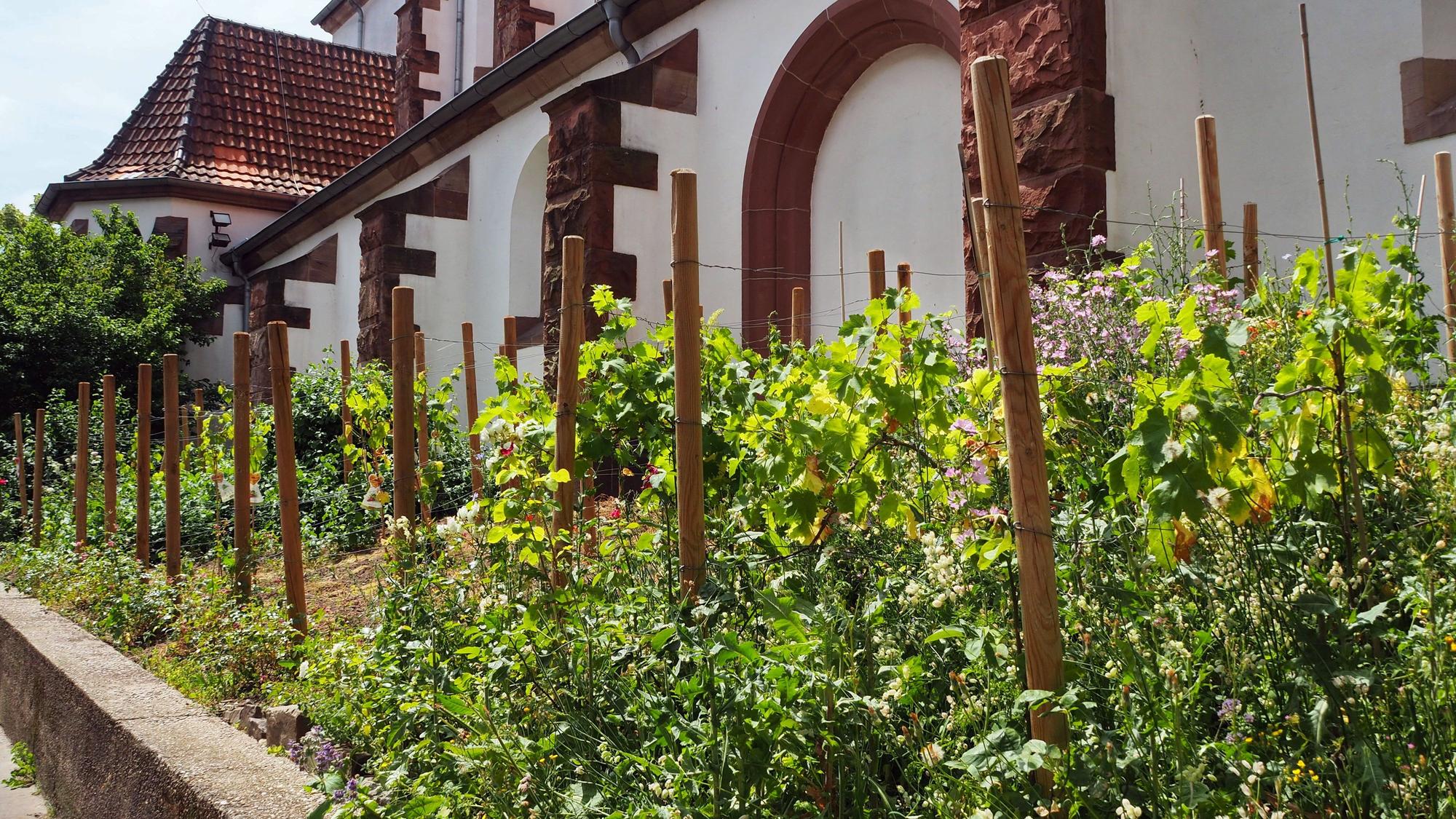 Vor einem weiß getünchten Kirchengebäude mit braunen Mauerbögen wachsen Reben.