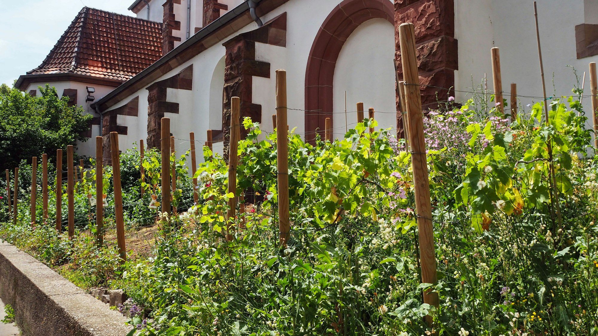 Vor einem weiß getünchten Kirchengebäude mit braunen Mauerbögen wachsen Reben.