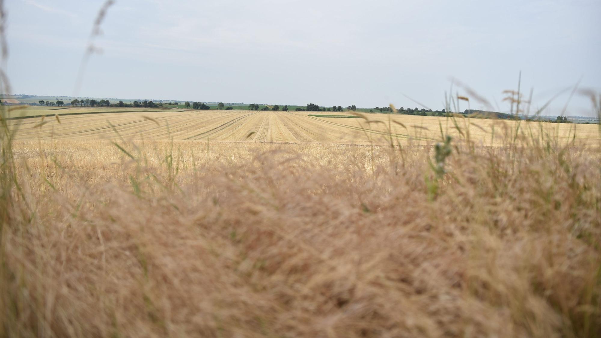 Der Himmel über einem Feld ist grau.