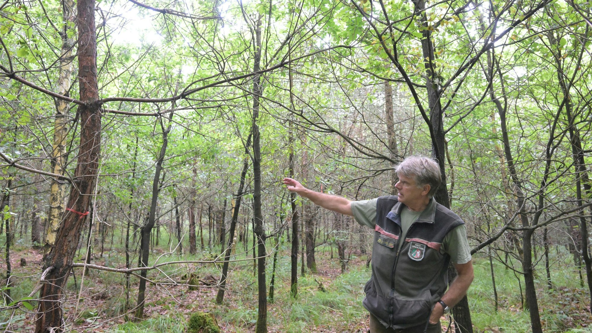 Jürgen Greißner in einem mit Eichen aufgeforsteten Waldstück.