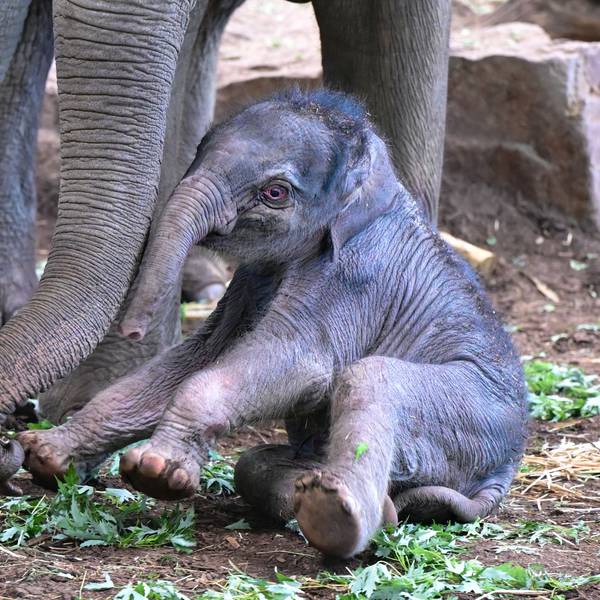 Elefantenbaby Sarinya sitzt zu Füßen seiner Mutter im Kölner Zoo.