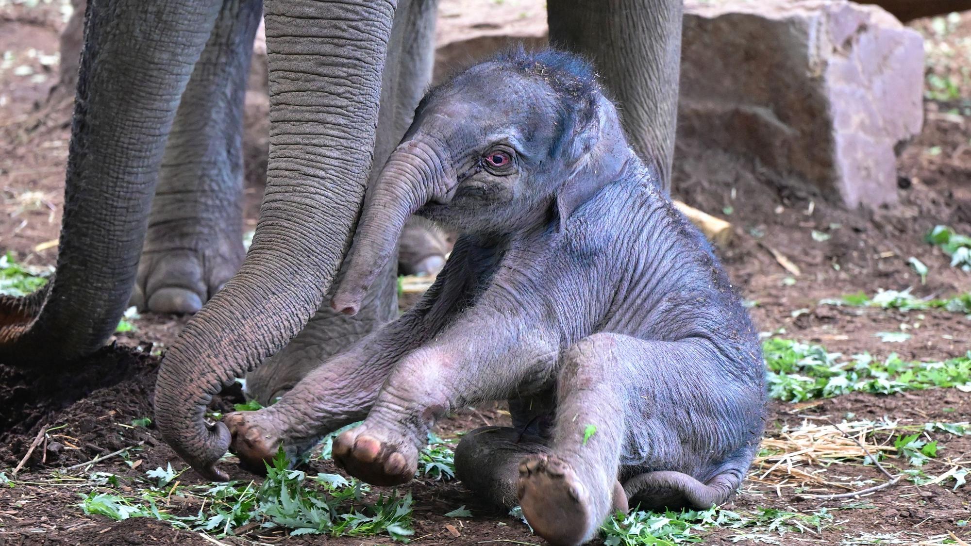 Elefantenbaby Sarinya sitzt zu Füßen seiner Mutter im Kölner Zoo.