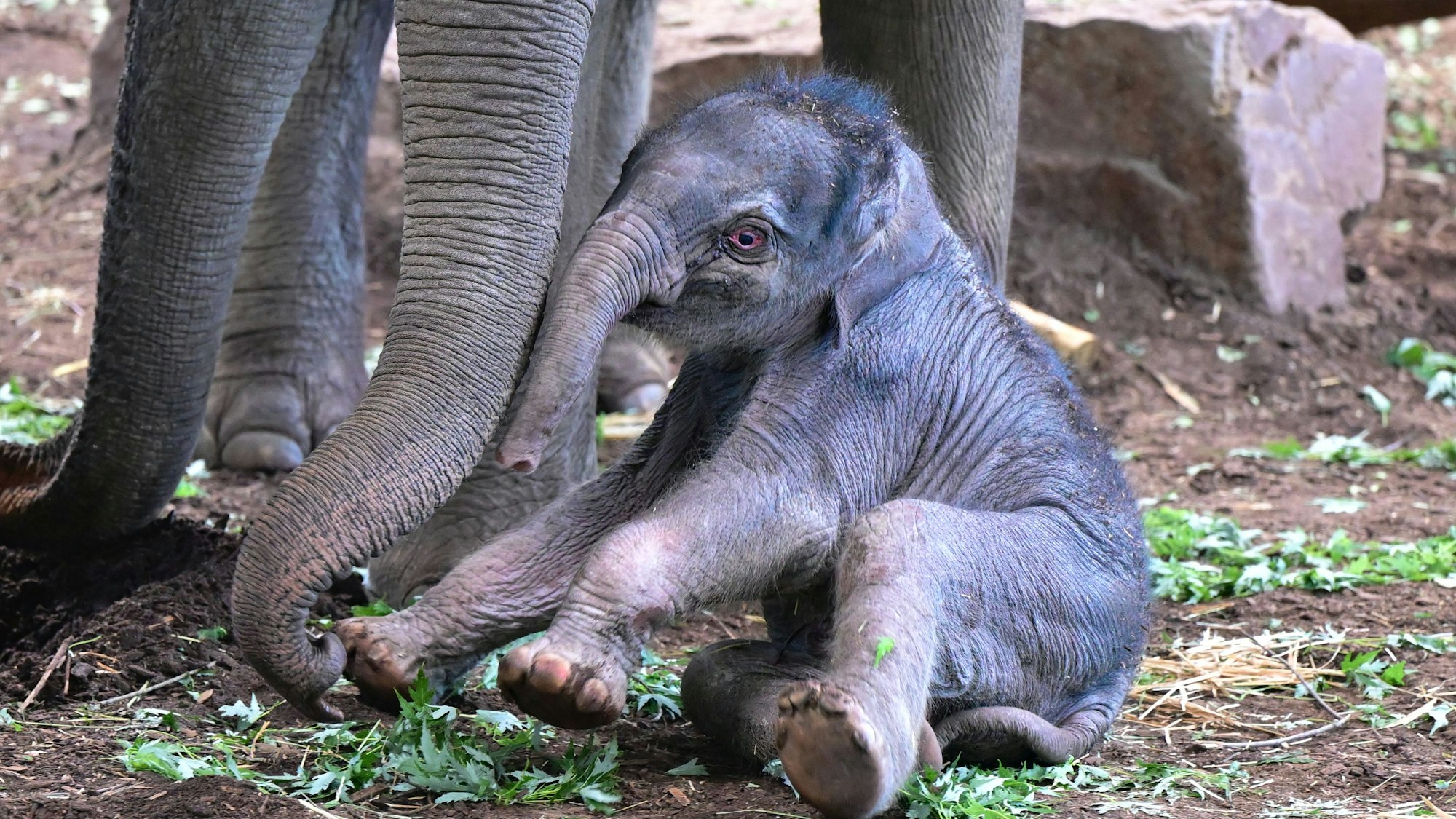 Elefantenbaby Sarinya sitzt zu Füßen seiner Mutter im Kölner Zoo.