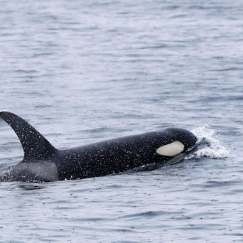 Eine Gruppe Orcas im Meer.
