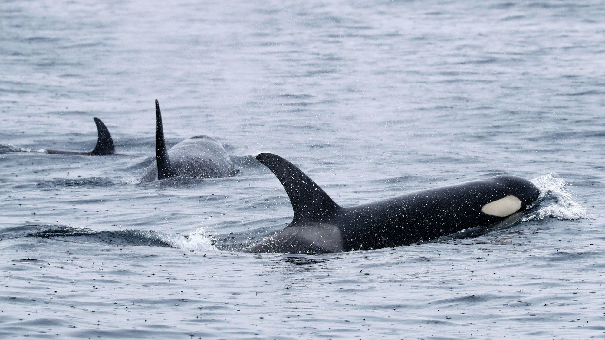 Eine Gruppe Orcas im Meer.