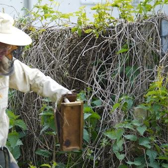 Ein Bienenschwarm in einer Gartenhecke in Kirchheim wird von Imker Alexander Kloster entfernt.